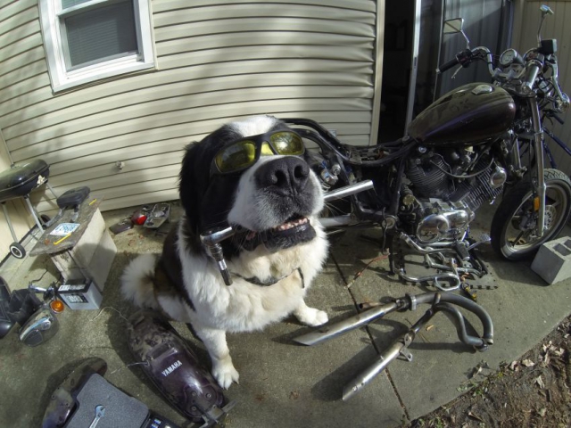 Собака лучший друг человека и даже мотоциклиста!
