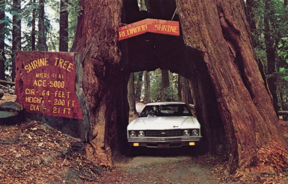 Sequoia - что общего между деревом и автомобилем, кроме модели Toyota?