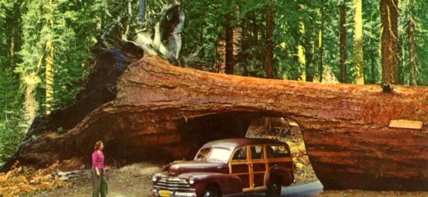 Sequoia - что общего между деревом и автомобилем, кроме модели Toyota?