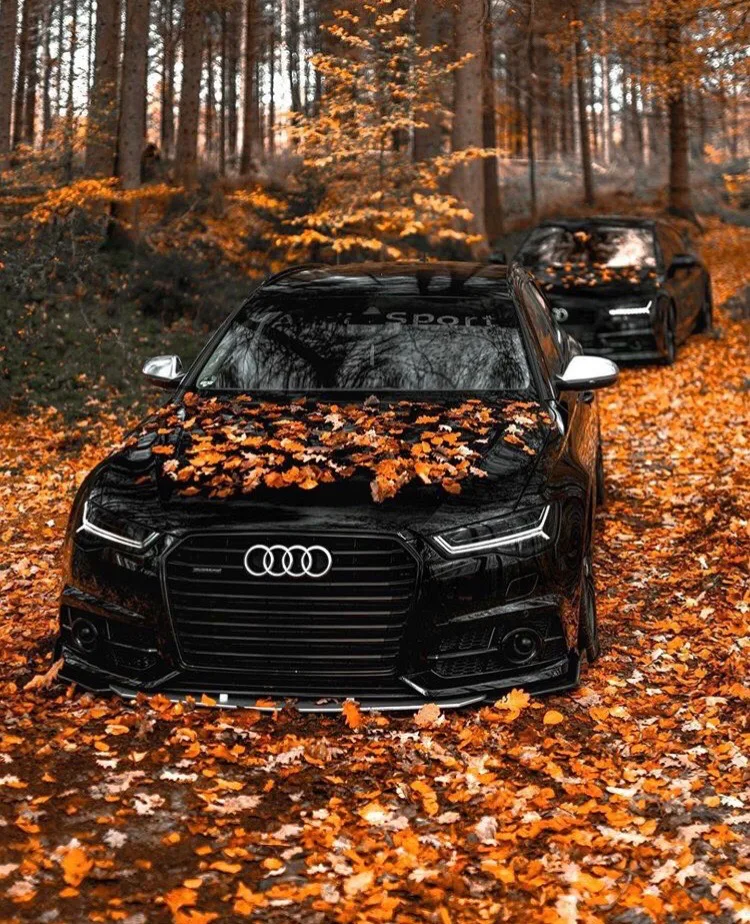 Audi A6 в осеннем лесу - просто сказочный вид