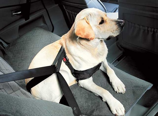 В Subaru задумались о безопасности собак в автомобиле