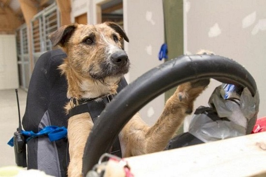Оказывается даже собаки могут водить машины!