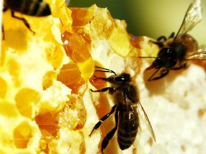 В США разбился грузовик, перевозивший 18 миллионов пчел
