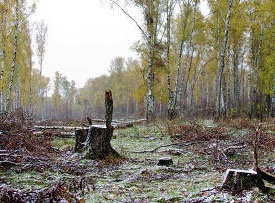 Химкинский лес пощадят