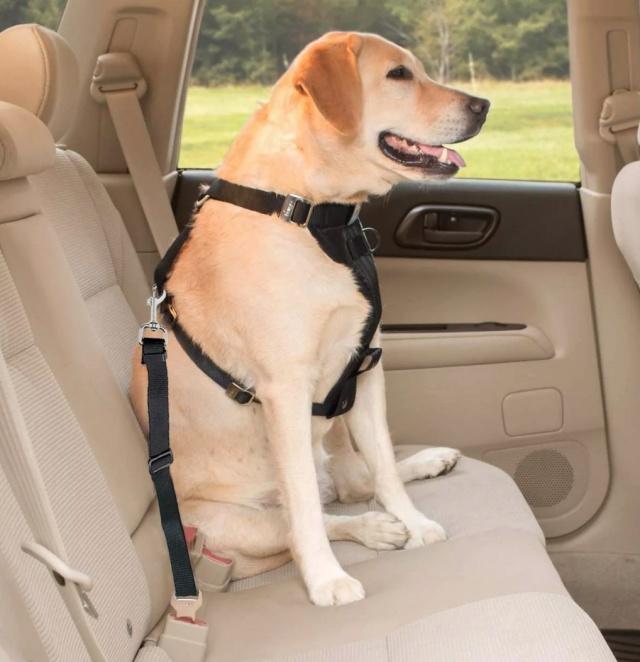 Правила перевозки собак в машине